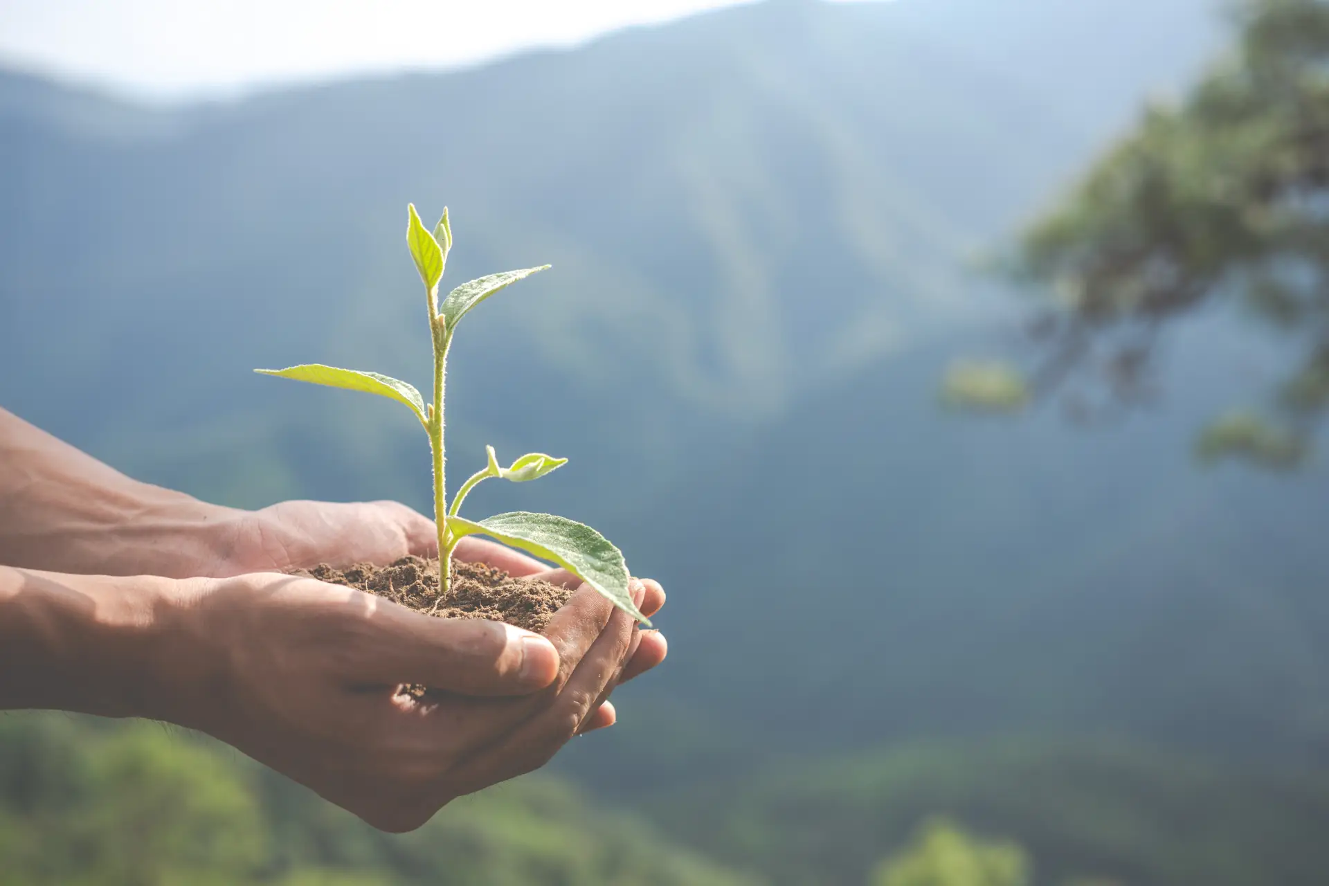 Mãos segurando uma planta em crescimento